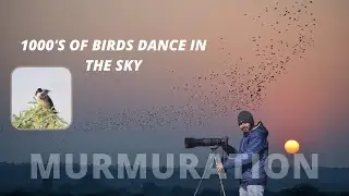 Rosy Starling Murmuration