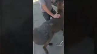 тери остига укол килиш