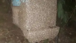 Apicultura , pensa numas abelhas bravas  , colher mel delas  somente a noite .