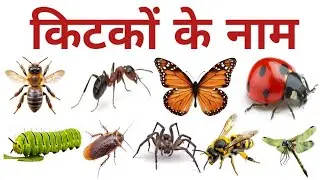 किटकों के नाम | Insects Name in English and Hindi with Pictures and videos | Learn insects name |
