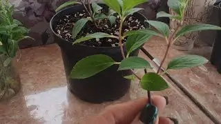Нормировка гортензии Металлика. Подготовка побегов для черенкования. 🌱🌱🌱