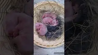 Крольчатам 1 день