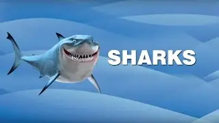 Facts About the Most Dangerous Sea Creature
