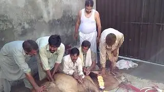 Angry Cow Qurbani  2017