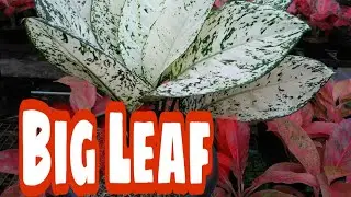 Big Leaf sosok aglaonema putih yang menawan..