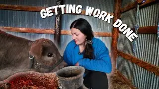 Getting Work Done on the Farm! 🐄 | Homestead VLOG