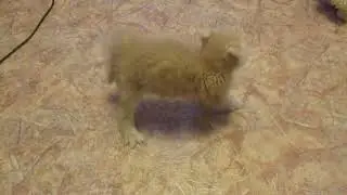 Котенок впервые встречает собаку // First time a kitten sees a dog