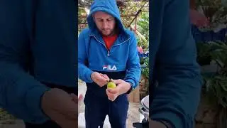 краб турецкий