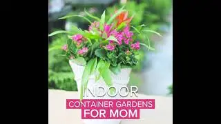 Indoor Container Gardens for Mom