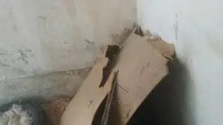 Вывод утят под уткой