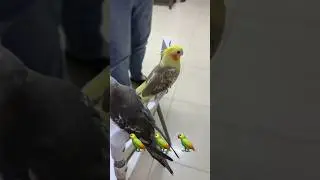 🦜 🦜 🦜