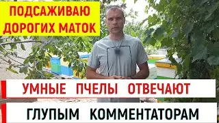 Умные пчелы неразумным комментаторам во время подсаживания дорогих маток.