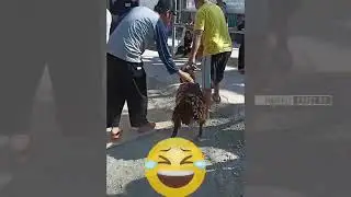 Kocakk..🤣