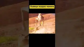 #animal #nature #animals #shortsvideo #wildlife #шортс #шортс2023