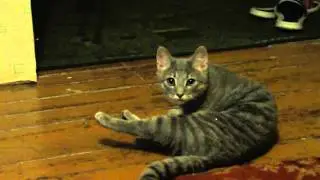 Котёнок первый раз ест рыбу