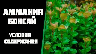 Аммания Бонсай (Ammania sp. Bonsai) условия содержания в моем аквариуме.