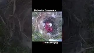 Record the complete #breeding process of #birds 🐦🐦🐦