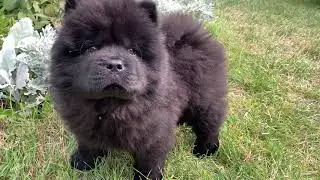 cute Chow Chow puppy explores the garden!