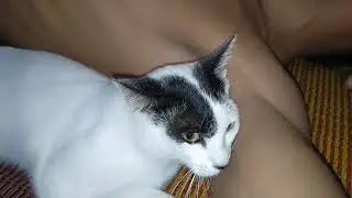 Kucing menjilati ketiak😣