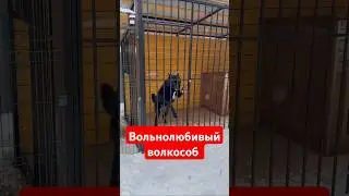 Вольнолюбивый волкособ 
