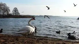 Очарование.