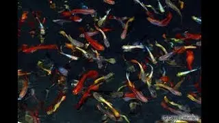 |ABOUT GUPPY FISH| RAISE |BREED |BABIES |TANK SETUP |ALL INFORMATION IN ONE VIDEO| 1|