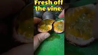 Most Juicy Passion Fruit Harvest Yet and How To Eat Them