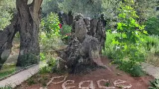 Gethsemane Garden