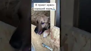 Многим собакам в приюте нужен гастро корм, пожалуйста сделайте заказ на вб или озон🙏🏼 