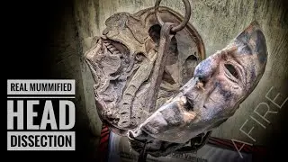 Real Mummified Head Cut in Half Up Close