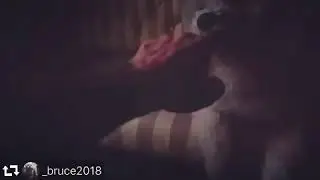 Cachorra que fala !!!Conversa de Cachorro
