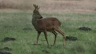 Deer at Airfield