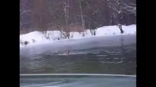 Морж со стажем