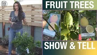 It's always a good time to have fruit trees in your garden | Sara Bendrick