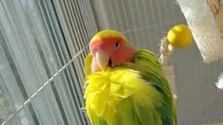 Lovebirds  Sunbath