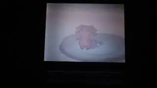 92☆ Nanméouïe Chromatique / Shiny Audino en 5330 rencontres