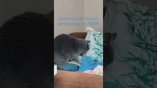 Буся и акула капитализма .борьба!