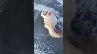 КОТ катается по ЛЬДУ #2023 #new #funnyanimals #shortsvideo #cat #top #shortvideo #funnycreatures #ты