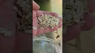 Soda bottle minnow/crayfish trap