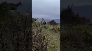 Сулакский каньон