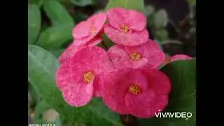 বাংলাদেশে বিদেশি ফুল- Exotic flowers in Bangladesh