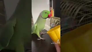 Говорящий ожереловый попугай Ричи