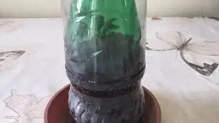 Размножение гортензий черенками