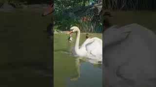 🦢 Mute Swan Habitat! | Planet Zoo