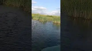 ружье бекас 12 м . помпа на охоте. 😲