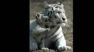 Это белый тигр🐅
