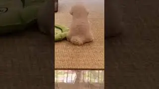 When you think no one sees you. 😂 #shorts #viral #funny