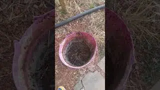 riego de los cacahuetes