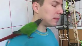 Pet pyrrhura parrot likes to eat halva!