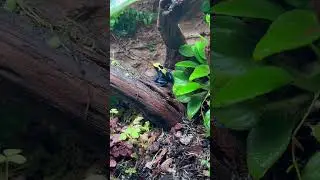 Полное видео по сборке флорариума можно посмотреть на канале!
